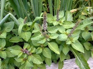 Tulsi Plant At Home 10 Benefits How to Grow Care and Other Facts